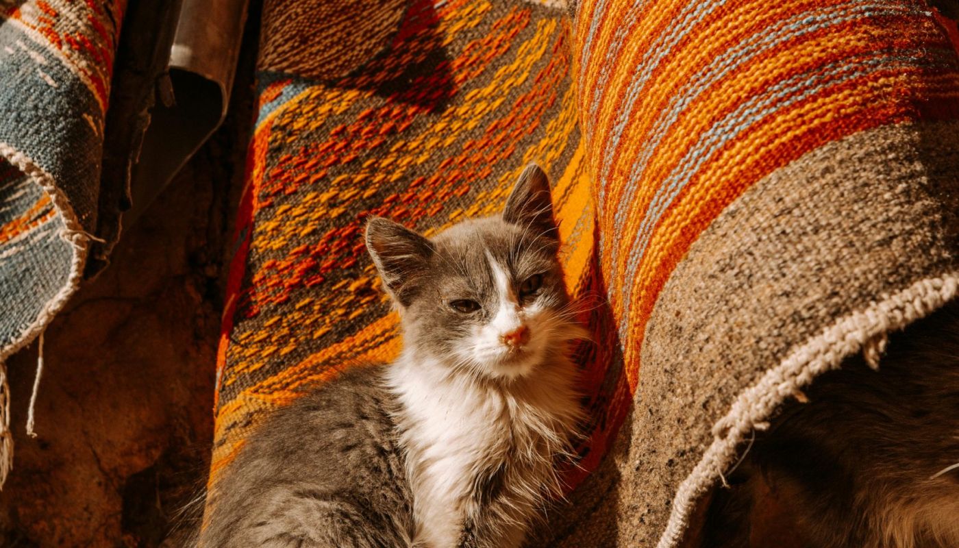 Descubrir Fez con Somos Marruecos: Viajes con alma desde el corazón del país