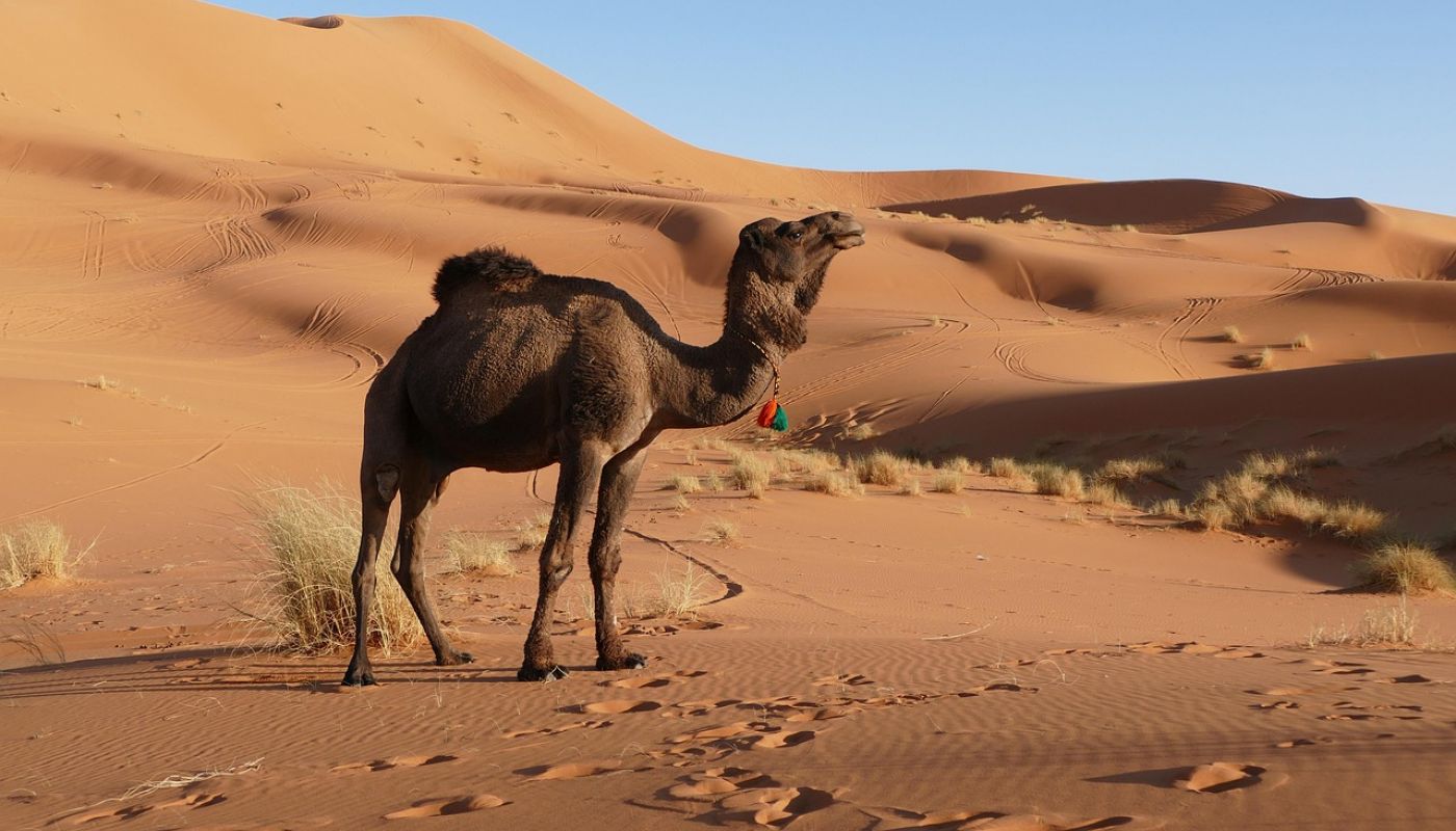 Viaje al Sur de Marruecos: El Corazón Auténtico del Reino