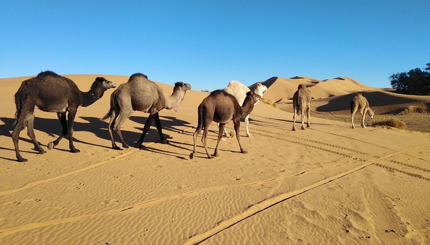 Dormir en el desierto del Sahara: experiencia en haima bereber