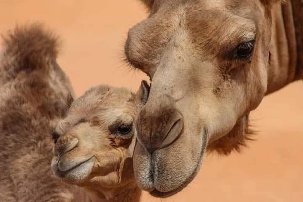 Viaje de 3 días desde Ouarzazate al Desierto de Merzouga ( 3 Días en Marruecos )