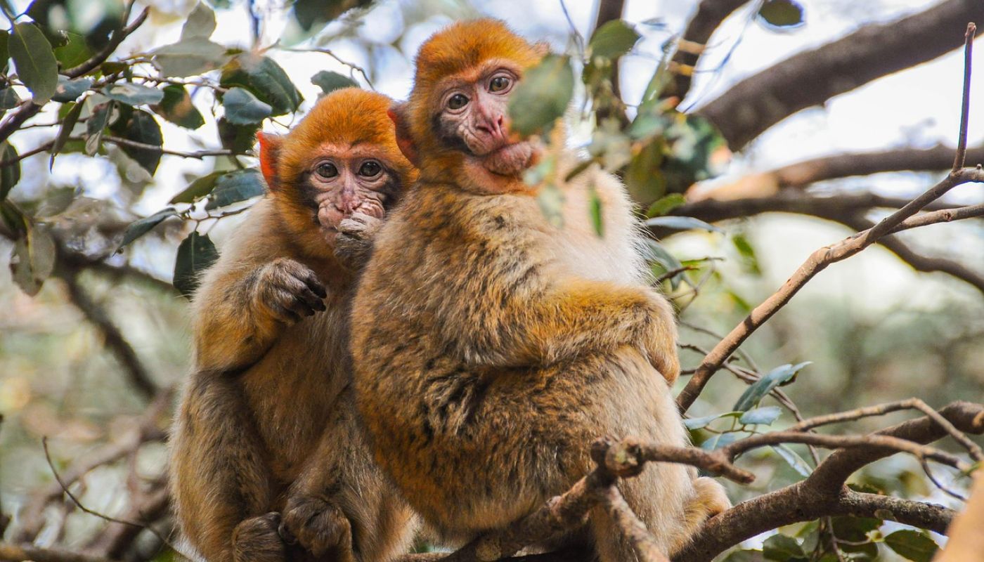 Cómo moverse por Marruecos: transporte y rutas recomendadas para viajeros