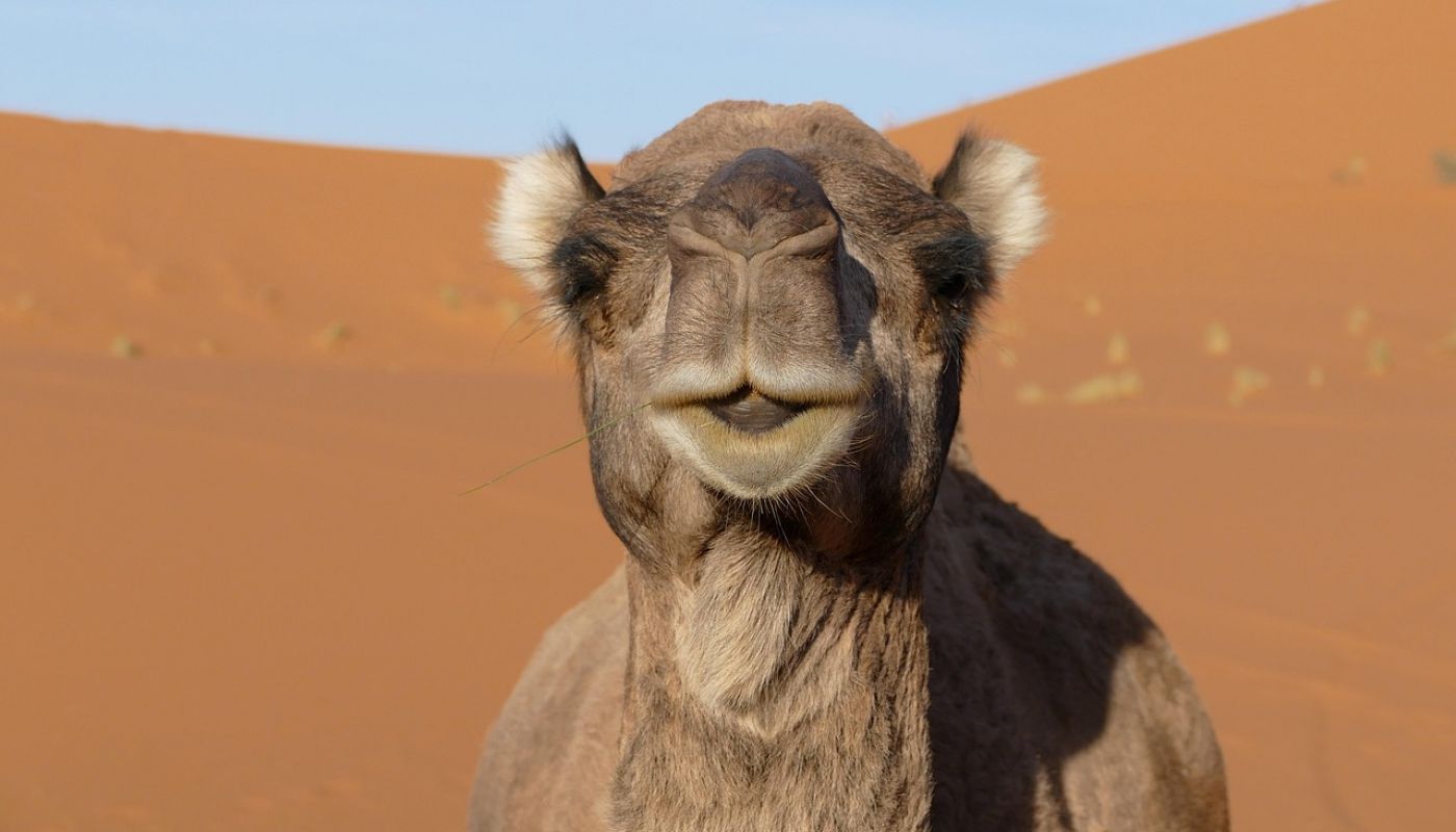 Aventura Bereber en el Desierto de Merzouga con Somos Marruecos