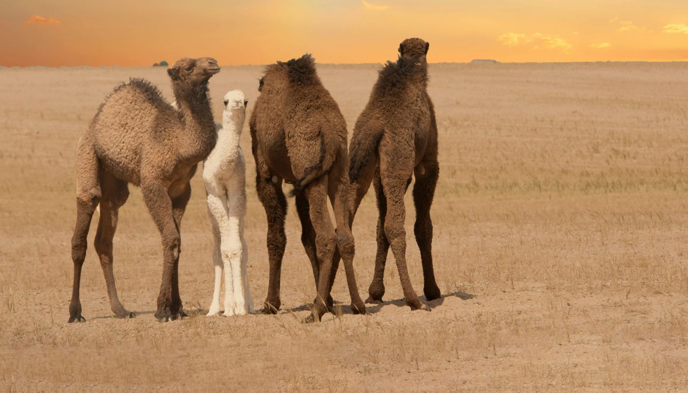 Excursión al desierto desde Marrakech: Tour de 3 días a Merzouga con Somos Marruecos