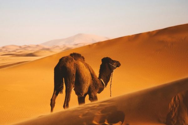 Viaje de 8 Días desde Marrakech al Desierto