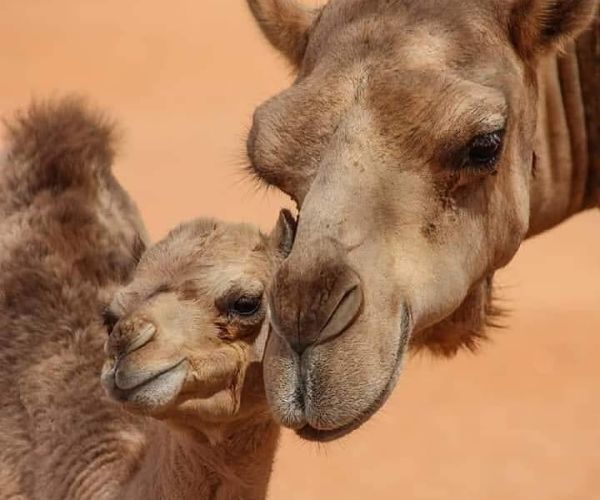 Ruta de 3 días desde Ouarzazate al desierto de Merzouga