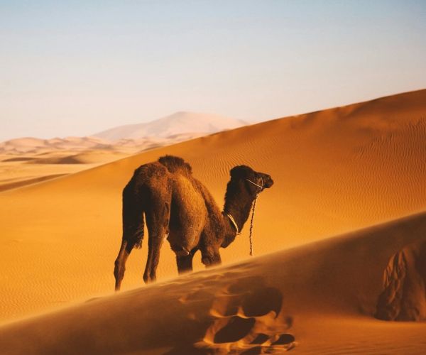 Viaje de 8 Días desde Marrakech al Desierto